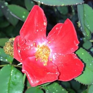 Meet your Posher, Vayden